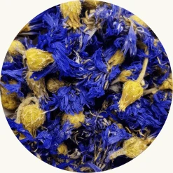 Blauwe korenbloem kent een veelvoud aan toepassingen die u kunnen helpen bij uw gezondheid. kan helpen bij koorts, lever en gal, menstruatie.