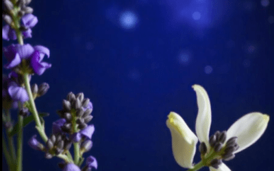 Ontdek de 7 Beste Essentiële Olie voor een Rustige Nacht